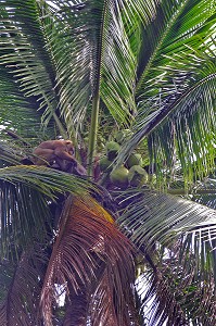 SINGE CUEILLEUR DE NOIX DE COCO ET SON MAITRE, LES SINGES SONT DRESSES POUR DECROCHER LES FRUITS MURS ET LES FAIRE TOMBER A TERR, PROVINCE DE BANG SAPHAN, THAILANDE 