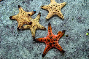 ETOILES DE MER, AQUARIUM DE PRACHUAP KHIRI KHAN, THAILANDE 