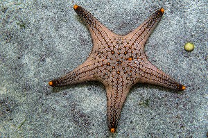 ETOILE DE MER, AQUARIUM DE PRACHUAP KHIRI KHAN, THAILANDE 