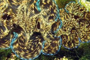 BENITIER DE MER, CENTRE DE RECHERCHES AQUATIQUE, PRACHUAP KHIRI KHAN, THAILANDE 