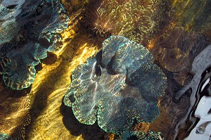 BENITIER DE MER, CENTRE DE RECHERCHES AQUATIQUE, PRACHUAP KHIRI KHAN, THAILANDE 