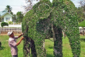ELEPHANT, SCULPTURE SUR ARBUSTE, PRACHUAP KHIRI KHAN, THAILANDE 