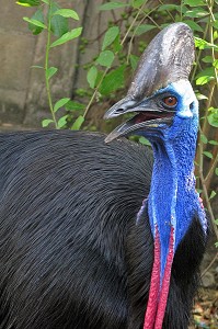 CASOARD AVEC SA CRETE OSSEUSE, GROS OISEAU RATITE DE LA FAMILLE DES CASUARIDES, ORIGINAIRE D'AUSTRALIE ET DE NOUVELLE-GUINEE, ZOO DE BANGKOK, THAILANDE