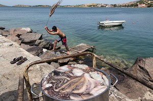 PECHEUR DE RETOUR DE LA PECHE EN TRAIN DE BATTRE DES POULPES, SORTE DE PIEUVRE, PORT DE FOCA SUR LA MER EGEE, RIVIERA DES OLIVIERS, NORD D’IZMIR, TURQUIE 