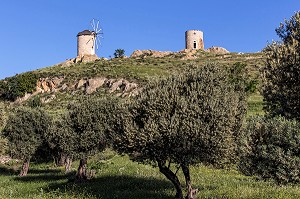 LES VIEUX MOULINS A VENT SUR LA COLLINE ET LES OLIVIERS, VILLAGE DE PECHEURS DE FOCA SUR LA MER EGEE, RIVIERA DES OLIVIERS, NORD D’IZMIR, TURQUIE 