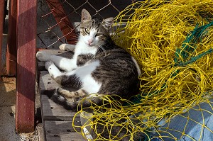 PETIT CHAT SUR LE PORT DU VILLAGE DE PECHEURS DE YENIFOCA SUR LA MER EGEE, RIVIERA DES OLIVIERS, NORD D’IZMIR, TURQUIE 