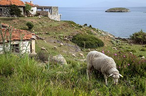 TROUPEAUX DE MOUTONS DEVANT UN VILLAGE ABANDONNE, REGION DE FOCA SUR LA MER EGEE, RIVIERA DES OLIVIERS, NORD D’IZMIR, TURQUIE 