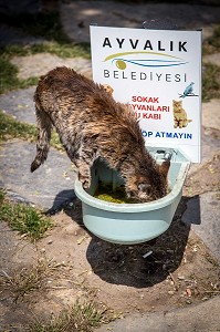 ABREUVOIR PUBLIC POUR LES CHATS, NAMIK KEMAL, CUNDA ALIBEY, REGION D'AYVALIK, RIVIERA DES OLIVIERS, NORD D’IZMIR, TURQUIE 