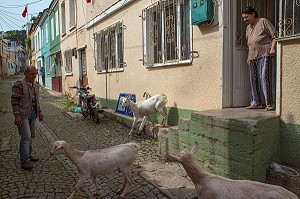 LIVRAISON DU LAIT AVEC LE BERGER ET SES CHEVRES, SCENE DE RUE, RUE FERAH, VILLE D’AYVALIK SUR LES BORDS DE LA MER EGEE, RIVIERA DES OLIVIERS, NORD D’IZMIR, TURQUIE 