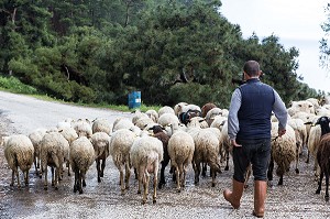 BERGER ET SES MOUTONS, VILLAGE D'ADATEPE AU PIED DU MONT IDA DOMINANT LA COTE DE LA MER EGEE, REGION D'EDREMIT, RIVIERA DES OLIVIERS, NORD D’IZMIR, TURQUIE 