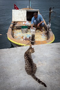 RETOUR DES PECHEURS SUR LE PORT (POISSONS, CHAT, MOUETTE), VILLE D’AYVALIK SUR LES BORDS DE LA MER EGEE, RIVIERA DES OLIVIERS, NORD D’IZMIR, TURQUIE 