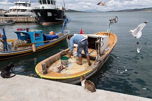 RETOUR DES PECHEURS SUR LE PORT (POISSONS, CHAT, MOUETTE), VILLE D’AYVALIK SUR LES BORDS DE LA MER EGEE, RIVIERA DES OLIVIERS, NORD D’IZMIR, TURQUIE 