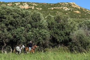 CAVALIER AVEC SES CHEVAUX DEVANT DES EOLIENNES, A FLANC DE MONTAGNE, REGION DE FOCA, RIVIERA DES OLIVIERS, NORD D’IZMIR, TURQUIE 