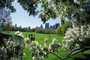 ARBRE EN FLEURS, CENTRAL PARK, MANHATTAN, NEW YORK, USA 