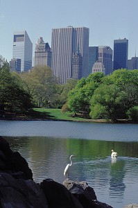 OISEAUX AUX BORDS DU LAC, CENTRAL PARK, MANHATTAN, NEW YORK, USA 