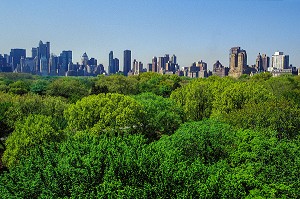 LES ARBRES DE CENTRAL PARK DEVANT LES IMMEUBLES DE MANHATTAN, NEW YORK, USA 