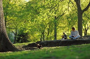 LECTURE SOUS LES ARBRES, CENTRAL PARK, MANHATTAN, NEW YORK, USA 