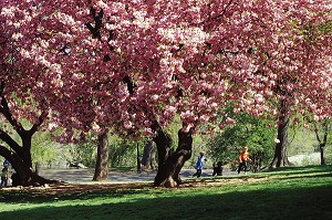 PROMENEURS SOUS LES ARBRES EN FLEURS DE CENTRAL PARK, MANHATTAN, NEW YORK, USA 