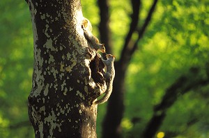 ECUREUIL SOUS UN ARBRE, CENTRAL PARK, MANHATTAN, NEW YORK, USA 
