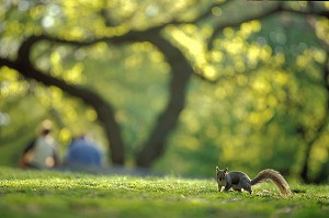ECUREUIL SOUS UN ARBRE, CENTRAL PARK, MANHATTAN, NEW YORK, USA 