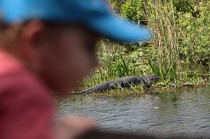 PARC NATIONAL DES EVERGLADES, FLORIDE, AMERIQUE 