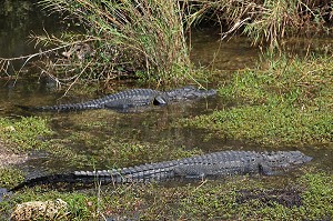 PARC NATIONAL DES EVERGLADES, FLORIDE, AMERIQUE 