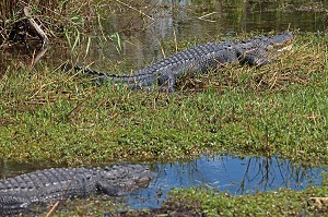 PARC NATIONAL DES EVERGLADES, FLORIDE, AMERIQUE 