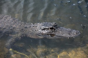 PARC NATIONAL DES EVERGLADES, FLORIDE, AMERIQUE 