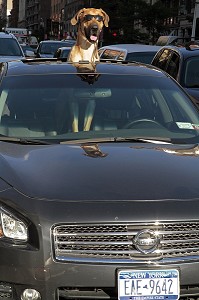 CHIEN AVEC DES LUNETTES DE SOLEIL PARADANT DANS UNE VOITURE, NEW YORK CITY, ETAT DE NEW YORK, ETATS-UNIS 