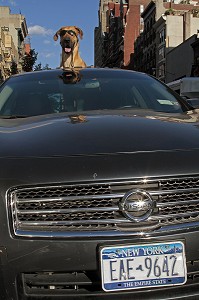 CHIEN AVEC DES LUNETTES DE SOLEIL PARADANT DANS UNE VOITURE, NEW YORK CITY, ETAT DE NEW YORK, ETATS-UNIS 