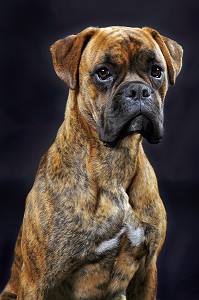 CHIEN DE RACE BOXER, PRISE DE VUE EN STUDIO, FRANCE 