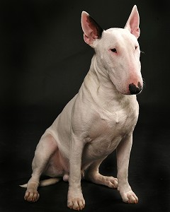 CHIEN DE RACE BULL TERRIER, PRISE DE VUE EN STUDIO, FRANCE 