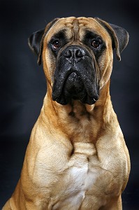 CHIEN DE RACE BULL MASTIFF, PRISE DE VUE EN STUDIO, FRANCE 