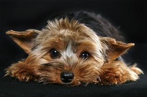 CHIEN DE RACE YORKSHIRE, PRISE DE VUE EN STUDIO, FRANCE 