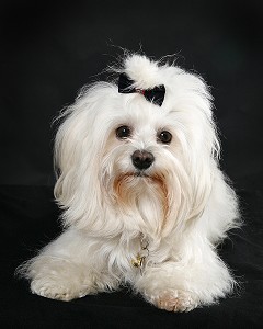 CHIEN DE RACE BICHON MALTAIS, PRISE DE VUE EN STUDIO, FRANCE 