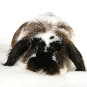 LAPIN NAIN CROISE BELIER ANGORA, PRISE DE VUE EN STUDIO, FRANCE 