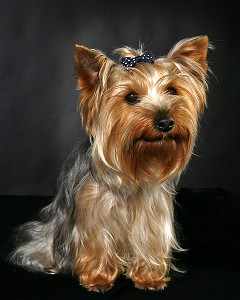 CHIEN DE RACE YORKSHIRE, PRISE DE VUE EN STUDIO, FRANCE 