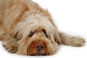 CHIEN DE RACE BRIARD, PRISE DE VUE EN STUDIO, FRANCE 