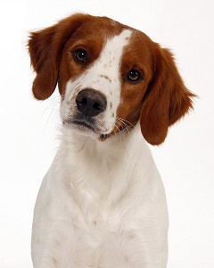 CHIEN DE RACE EPAGNEUL BRETON, PRISE DE VUE EN STUDIO, FRANCE 