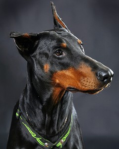 CHIEN DE RACE DOBERMAN, PRISE DE VUE EN STUDIO, FRANCE 