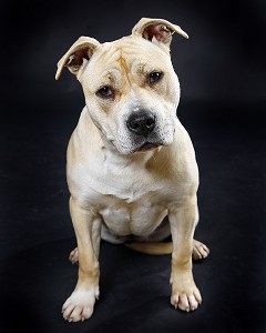 CHIEN DE RACE AMERICAN STAFFORDSHIRE TERRIER, PRISE DE VUE EN STUDIO, FRANCE 