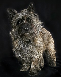 CHIEN DE RACE CAIRN TERRIER, PRISE DE VUE EN STUDIO, FRANCE 