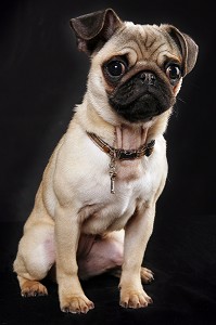 CHIEN DE RACE CARLIN TOY, PRISE DE VUE EN STUDIO, FRANCE 