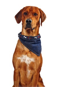 CHIEN DE RACE CROISE SETTER IRLANDAIS ET LABRADOR (BATARD), PRISE DE VUE EN STUDIO, FRANCE 