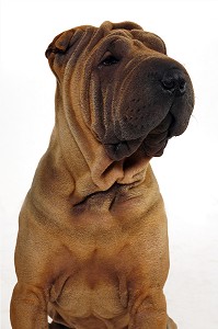 CHIEN DE RACE SHARPEI, PRISE DE VUE EN STUDIO, FRANCE 