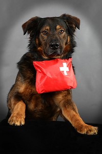 BARA ET SA TROUSSE DE SECOURS, CHIENNE CROISEE ROTTWEILLER-BERGER BELGE 