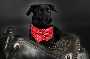 BEAUTY ET SA SELLE DE CHEVAL, CHIENNE LABRADOR 