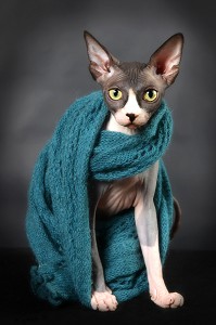 ESMA DES PETITS MOZART, CHATTE SPHYNX 