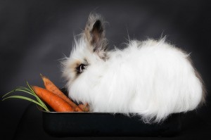 NEIGE A LA MARMITE, LAPIN ANGORA 