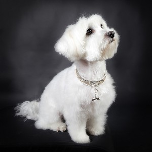 BAYA ET SON COLLIER DE LUXE, COTON DE TULEAR 